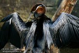 NBZ01101538 Afrikaanse slangenhalsvogel / Anhinga rufa