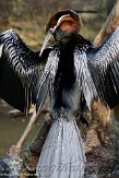 NBZ01101539 Afrikaanse slangenhalsvogel / Anhinga rufa