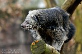 NBZ01110958 bintoerong / Arctictis binturong