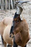 NBZ01117272 Kaaps hartebeest / Alcelaphus caama