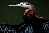 NBZ01110429 Afrikaanse slangenhalsvogel / Anhinga rufa