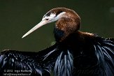 NBZ01110433 Afrikaanse slangenhalsvogel / Anhinga rufa