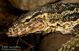 NBZ01110604 watervaraan / Varanus salvator