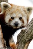 NDE01108688 rode panda / Ailurus fulgens