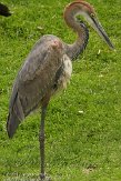 NDE01125374 Goliathreiger / Ardea goliath