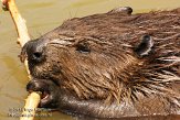 NDE01125382 Canadese bever / Castor canadensis