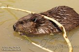 NDE01125387 Canadese bever / Castor canadensis