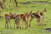 NND01096771 impala / Aepyceros melampus