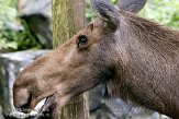 NND01096967 Amerikaanse eland / Alces americanus