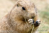 NND02118066 zwartstaartprairiehond / Cynomys ludovicianus