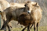 NGP01091628 przewalskipaard / Equus ferus przewalskii