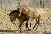 NGP01091642 przewalskipaard / Equus ferus przewalskii