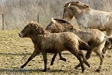 NGP01091652 przewalskipaard / Equus ferus przewalskii