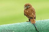 NLH01109050 dwerguil / Glaucidium passerinum