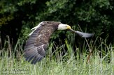 NLH01109067 Amerikaanse zeearend / Haliaeetus leucocephalus