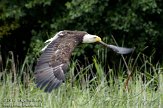 NLH01109067 Amerikaanse zeearend / Haliaeetus leucocephalus