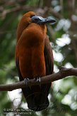 NNP01121930 capuchonvogel / Perissocephalus tricolor