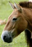 NNL01107984 przewalskipaard / Equus ferus przewalskii