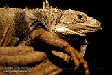 NOD01081389 groene leguaan / Iguana iguana