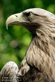 NOD01093634 Europese zeearend / Haliaeetus albicilla