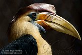 NOD01093672 geribbelde neushoornvogel / Aceros corrugatus