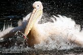 NOD01093825 roze pelikaan / Pelecanus onocrotalus