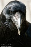 NOD01103154 raaf / Corvus corax