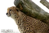 NZO01080602 jachtluipaard / Acinonyx jubatus