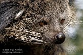 NZO01080654 bintoerong / Arctictis binturong