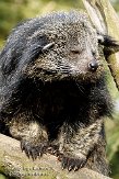 NZO01080661 bintoerong / Arctictis binturong