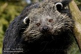 NZO01080671 bintoerong / Arctictis binturong