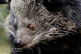 NZO01080675 bintoerong / Arctictis binturong