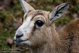 NZO01111133 Perzische kropgazelle / Gazella subgutturosa subgutturosa