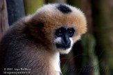 NZO01111152 witwanggibbon / Nomascus leucogenys