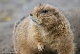 NZO01111185 zwartstaartprairiehond / Cynomys ludovicianus