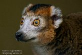 NZO01111237 kroonmaki / Eulemur coronatus