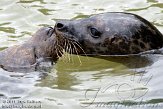 NZO02115017 gewone zeehond / Phoca vitulina