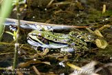 NFR01114952 grote groene kikker / Pelophylax ridibundus