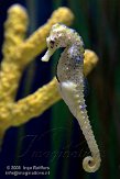 NSS0108A653 zeepaardje / Hippocampus
