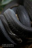 NRS0108A866 pijlslang / (Dolichophis jugularis