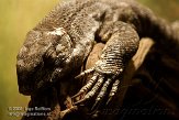 NRS0108A912 steppevaraan / Varanus exanthematicus