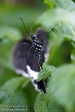 NVV01114514 kleine passiebloemvlinder / Heliconius sara