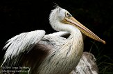 NDW0211A044 roodrugpelikaan / Pelecanus rufescens