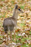 NDW0211A083 Kirks dikdik / Madoqua kirkii