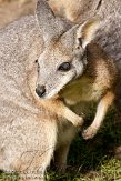 NDW0211A103 tammarwallaby / Macropus eugenii