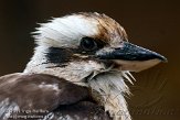 NUP01114073 kookaburra / Dacelo novaeguineae