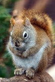 NAJ01158462 Amerikaanse rode eekhoorn / Tamiasciurus hudsonicus