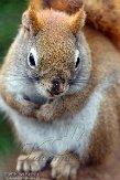 NAJ01158468 Amerikaanse rode eekhoorn / Tamiasciurus hudsonicus