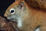 NAJ01158477 Amerikaanse rode eekhoorn / Tamiasciurus hudsonicus