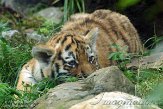 NDA01143197 Siberische tijger / Panthera tigris altaica